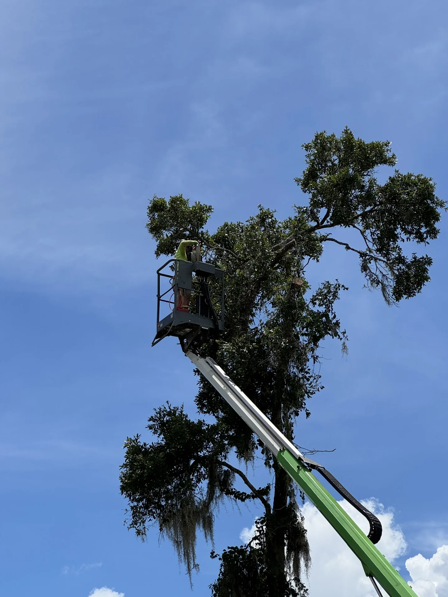 Tree Trimming & Pruning